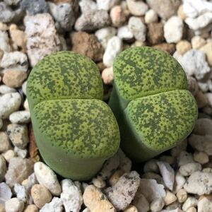 多肉植物 リトープス ventergreen