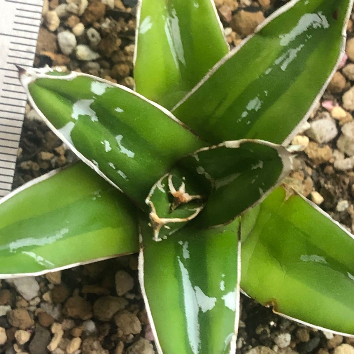 多肉植物アガベ フェロックス 錦トラ斑 極上株 SE02007 花