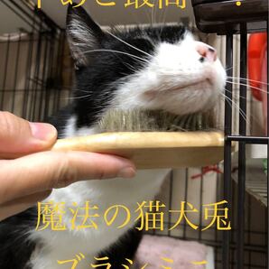 魔法の猫犬兎ブラシ ハンディタイプ ブラシ嫌いの猫様に