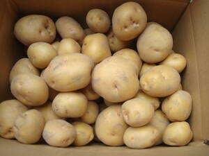 新ジャガイモ　10kg 岡山県産　農薬完全不使用　無農薬自然栽培　品種きたあかり
