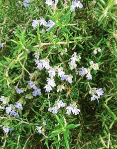  rosemary seedling making cooking spice herb tea bathwater additive soap making... various . practical use please organic less pesticide anti aging immediately shipping 