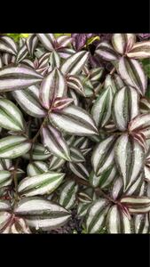トラディスカンティアセブリナ カット苗 トラデスカンチア トラディスカンティア 観葉植物
