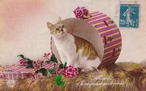 アンティークポストカード　絵葉書　フォト　帽子箱に入った可愛い猫