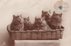 アンティークポストカード　絵葉書　カゴの中の5匹の仔猫たち