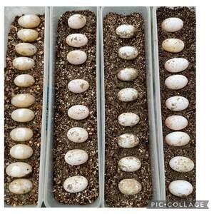 NO.20　日本イシガメ（石亀　石ガメ　いしがめ　イシガメ）卵　観察容器付き　卵管理方法付　親違い2個のお値段です　　