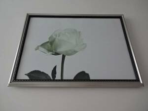 アートフレーム§写真ポスター付A4額(選択可)§ホワイト・ローズ§白い薔薇・花