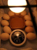 ★東京烏骨鶏有精卵4個＋保証2個付き３5００円★送料無料～★落札後生みたての卵をお届けします…。_画像2