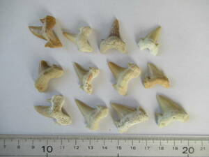 化石　小さなサメの歯　12本　19g　モロッコ