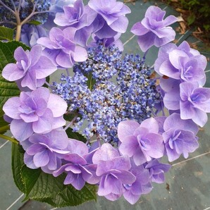 ガクアジサイ 挿し穂3本 カット苗 アジサイ 花苗