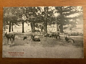 PP-3444 ■送料無料■ 奈良県 大和 奈良春日神社神鹿 神社 寺 宗教 動物 鹿 絵葉書 写真 印刷物 古写真/くNAら