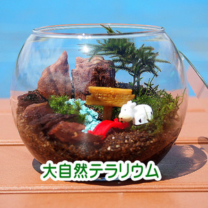  new work [ moss terrarium * handmade kit complete set ] large nature kouyano man nengsa free research 