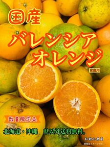 数量限定　2点　4kg 国産　セール　バレンシア オレンジ　家庭用　柑橘　みかん　新鮮　フルーツ