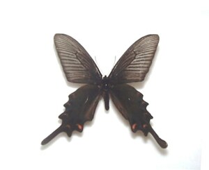 国産蝶標本　ジャコウアゲハ（春型）Ａ-♂　鹿児島県・屋久島 産