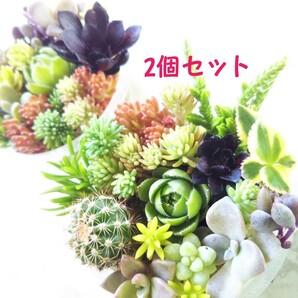 多肉植物 カット苗 黒法師等々