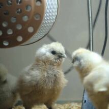 孵化用　多産系　烏骨鶏　有精卵　20個（割れ保障込み）_画像7