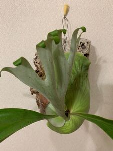 ビカクシダ アルシコルネ マダガスカル