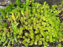 【多肉植物】セダム属　森村万年草　抜き苗　※地植え苗　ネコポス発送_画像3