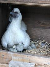 多産系烏骨鶏種卵有精卵孵化用８個_画像2