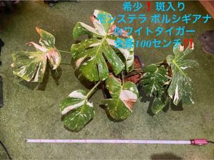 希少！！斑入り モンステラ ボルシギアナ ホワイトタイガー！ 観葉植物 インテリアグリーン