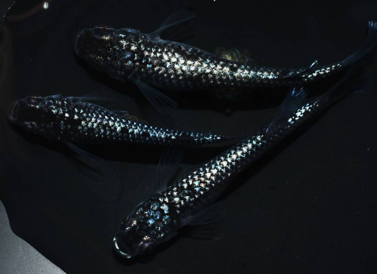 現物出品 ブラックダイヤ 雄2雌2 西郷めだか様個体 産卵中 上見強ラメ Www Saniluz Pt
