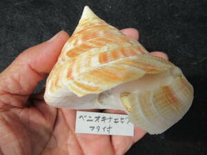  shell specimen red okinae screw cover attaching 