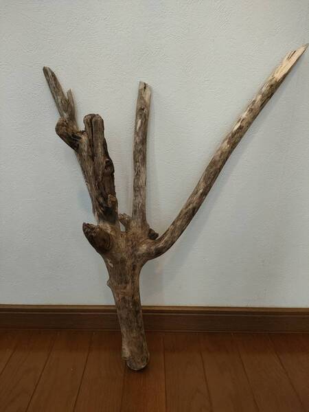 ☆天然流木 水槽 1点物 アクアリウム オブジェ アート 61×43×16cm 大和川 爬虫類 トカゲ ヘビ インテリア 魚 めだか 隠れ家 大型