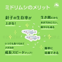 【ミドリムシ　種水　500ml　送料無料】 めだか　メダカ　針子　エサ 稚魚 ベタ　psb　 金魚　ミジンコ　クロレラ　ゾウリムシ などに_画像4