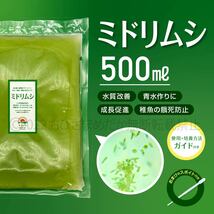 【ミドリムシ　種水　500ml　送料無料】 めだか　メダカ　針子　エサ 稚魚 ベタ　psb　 金魚　ミジンコ　クロレラ　ゾウリムシ などに_画像1