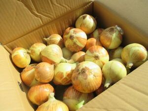 新玉ねぎ７kg 岩手県奥州市前沢産タマネギ（玉葱）農家直売（6月20日収穫）送料無料