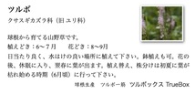 ツルボ　10球　球根から育てる山野草　栽培増殖品　開花球　養成球　今が植えどき（No. 20）_画像5