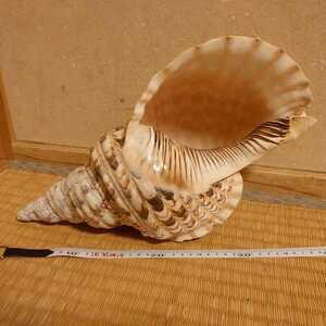 特大 ホラガイ 約42cm 1040g　法螺貝　ホラ貝　貝殻 