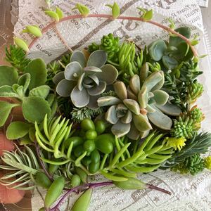 小 多肉植物 カット苗 虹の玉 子持ち蓮華 アロマティカス エケベリア
