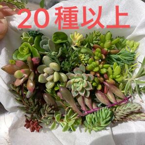 小 カット苗 多肉植物 多肉植物寄せ植え 詰め合わせカラフル 20種以上