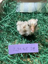 チャボ　有精卵４個　ミックス　いろいろ　翁、逆毛、白、銀笹、白笹、赤笹、猩猩　矮鶏　種卵　種卵　受精卵　孵化用　卵_画像3
