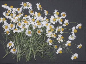  pressed flower material 4268 camomile 