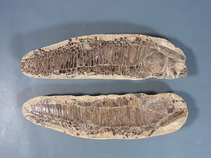 化石 魚の化石 2点組 詳細不明 