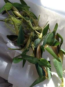 ヒグロリーザアリスタータ☆10株セット☆笹の葉みたいな浮き草です☆アクアリウムに最適です☆丈夫な品種ですので飼育も比較的簡単ですよ☆