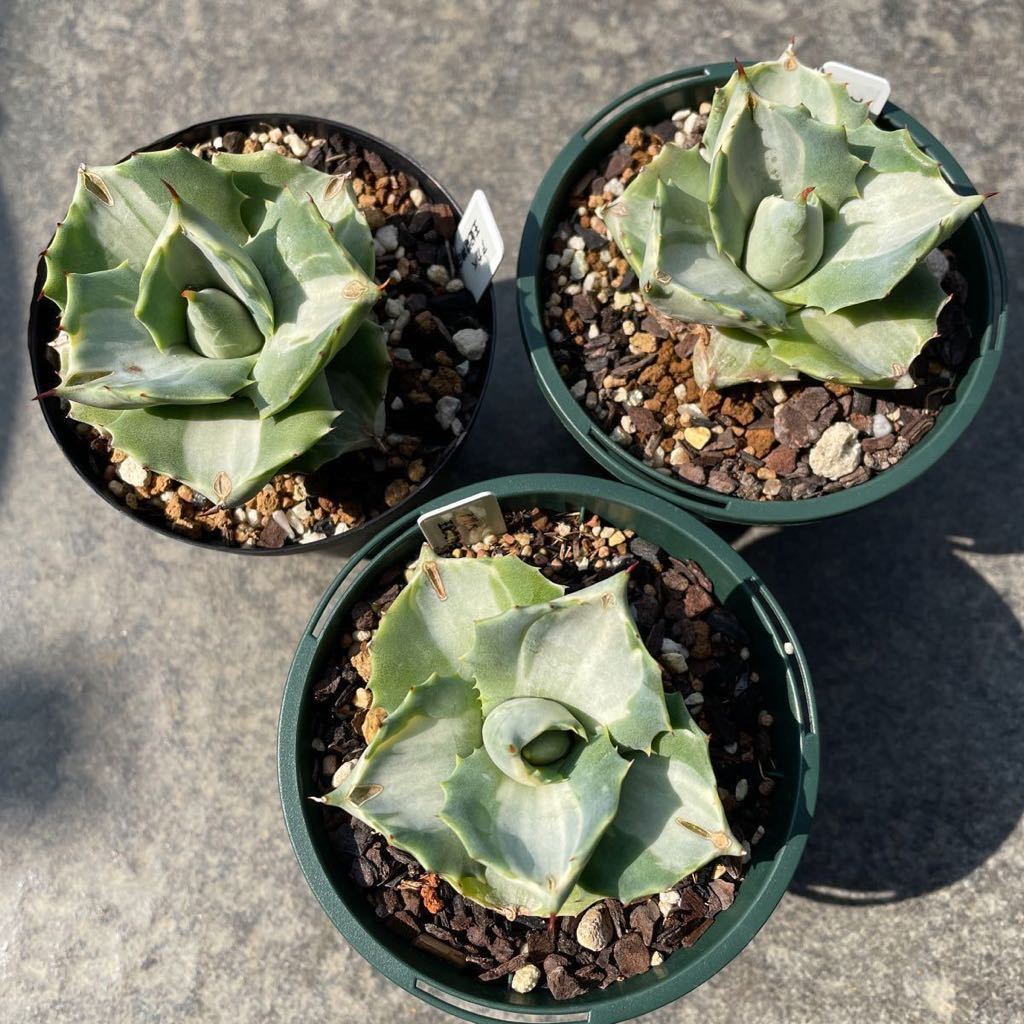 a24 多肉植物 アガベ 王妃雷神白中斑厚い葉株24株 植物/観葉植物 驚き