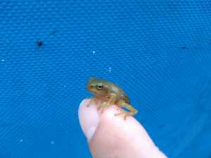 静岡県伊豆半島産モリアオガエル レッドフレーク 写真のペアから生まれた仔カエル　10匹セット