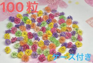 .7 かすみ草ドライフラワー *:100粒*:ケース付き