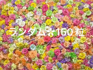 .8 かすみ草ドライフラワー*:ランダム150粒*: