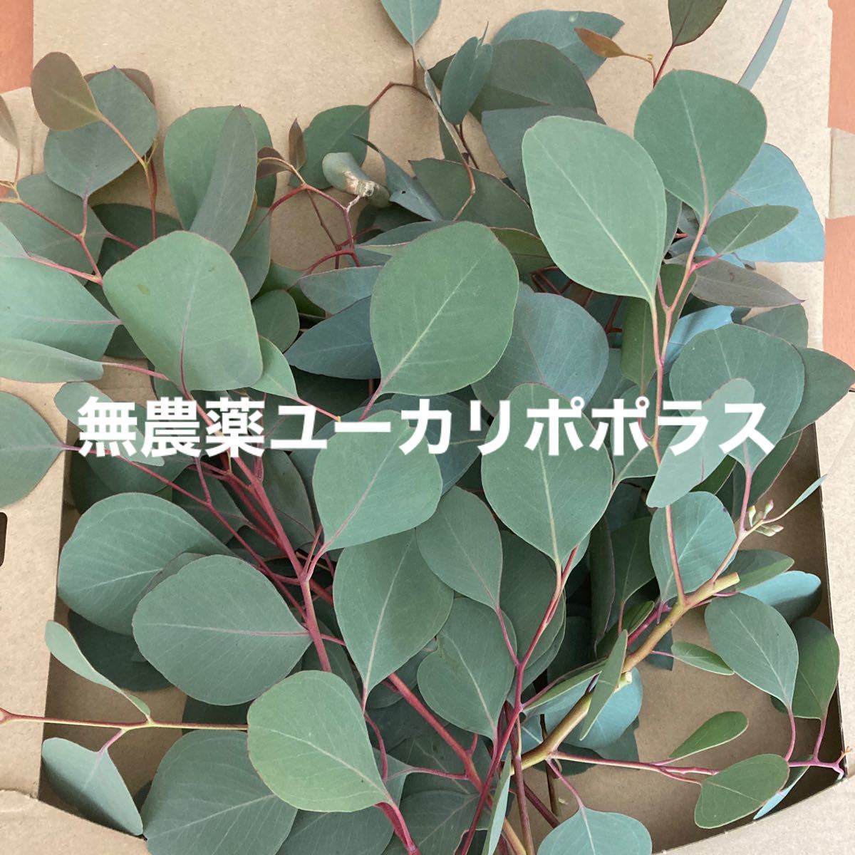 現品限り一斉値下げ!】 ユーカリ ポポラス フレッシュ ネコポス