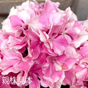 紫陽花 苗 希少 ピンク 白 アジサイ 紫陽花苗 アジサイ苗 あじさい ⑤