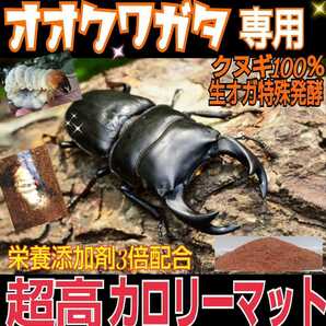 オオクワガタ専用☆超高カロリーマット☆生オガを特殊発酵！共生バクテリア・特殊アミノ酸など栄養添加剤を３倍配合☆クヌギ１００％原料！の画像9