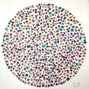 小花MIX L2 アリッサム 押し花 素材