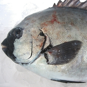 磯の超高級魚「特大活、石鯛１-2kg（キロ売り、代引発送）」不定貫商品、山陰境港産
