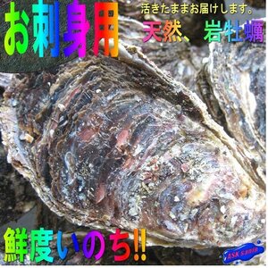 生食用「岩牡蠣L-5kg」-20個以内で5kg-活きたままお届けします!!