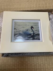  swan photograph interior frame SEKAI-DO world ..book@ regular . decoration work of art scenery animal 