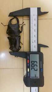 オオクワガタペア(新生虫)♂66.2mm(未後食)♀43.3mm(未後食)