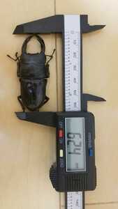 オオクワガタペア(新生虫)♂62.4mm(未後食)♀46.3mm(未後食)